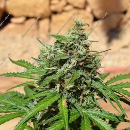 Cheese Exodus Feminized Marijuana Strain by Garden of Green For Sale Online at Cannabis Seeds Outlet