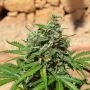 Cheese Exodus Feminized Marijuana Strain by Garden of Green For Sale Online at Cannabis Seeds Outlet