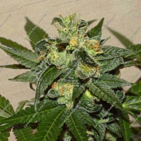 Citrus Paridisi Feminized Marijuana Strain by Garden of Green For Sale Online at Cannabis Seeds Outlet