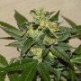 Citrus Paridisi Feminized Marijuana Strain by Garden of Green For Sale Online at Cannabis Seeds Outlet