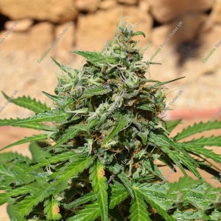Cookies n Cream Auto Feminized Marijuana Strain by Garden of Green For Sale Online at Cannabis Seeds Outlet
