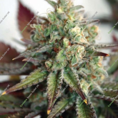 Critical 2.0 XL Auto Feminized Marijuana Strain by Garden of Green For Sale Online at Cannabis Seeds Outlet