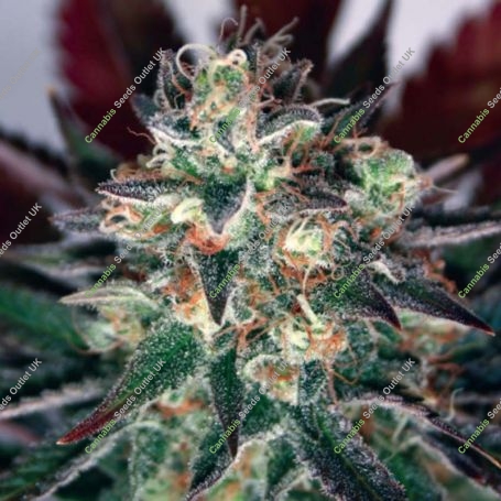 Critical Relief CBD Feminized Marijuana Strain by Garden of Green For Sale Online at Cannabis Seeds Outlet