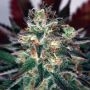 Critical Relief CBD Feminized Marijuana Strain by Garden of Green For Sale Online at Cannabis Seeds Outlet