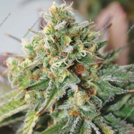 Critical XXL Auto Feminized Marijuana Strain by Garden of Green For Sale Online at Cannabis Seeds Outlet