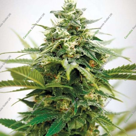 Critical XXL Feminized Marijuana Strain by Garden of Green For Sale Online at Cannabis Seeds Outlet