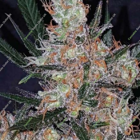 Diesel Berry Cough Feminized Marijuana Strain by Garden of Green For Sale Online at Cannabis Seeds Outlet