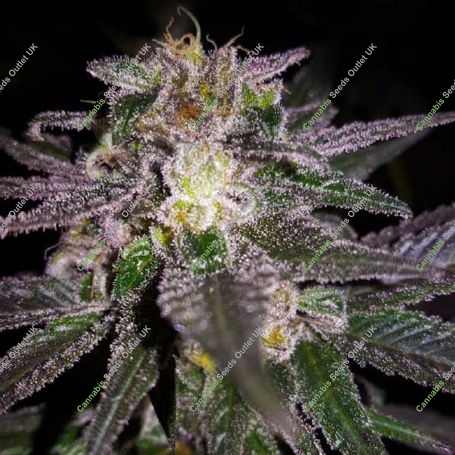 Dubble Bubble Feminized Marijuana Strain by Garden of Green For Sale Online at Cannabis Seeds Outlet