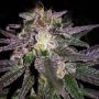 Dubble Bubble Feminized Marijuana Strain by Garden of Green For Sale Online at Cannabis Seeds Outlet