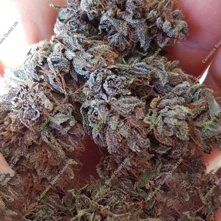 GDP x Gumberry Auto Feminized Marijuana Strain by Garden of Green For Sale Online at Cannabis Seeds Outlet