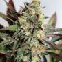 Girl Scout Cookies Female Garden of Green Seeds