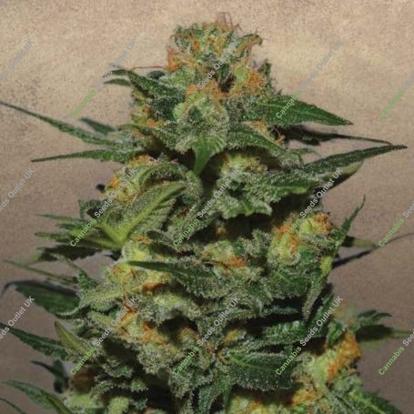 Green Crack Feminized Marijuana Strain by Garden of Green For Sale Online at Cannabis Seeds Outlet
