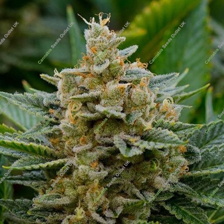 Guava Feminized Marijuana Strain by Garden of Green For Sale Online at Cannabis Seeds Outlet