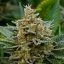 Guava Feminized Marijuana Strain by Garden of Green For Sale Online at Cannabis Seeds Outlet