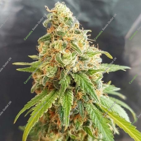 Kosher Kush Feminized Marijuana Strain by Garden of Green For Sale Online at Cannabis Seeds Outlet