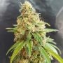 Kosher Kush Feminized Marijuana Strain by Garden of Green For Sale Online at Cannabis Seeds Outlet