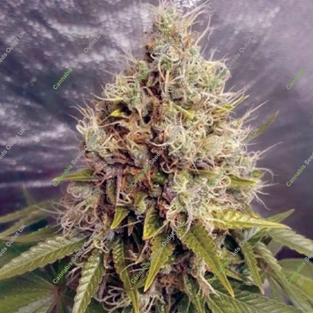 Kush Mass Auto Feminized Marijuana Strain by Garden of Green For Sale Online at Cannabis Seeds Outlet