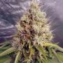 Kush Mass Auto Feminized Marijuana Strain by Garden of Green For Sale Online at Cannabis Seeds Outlet