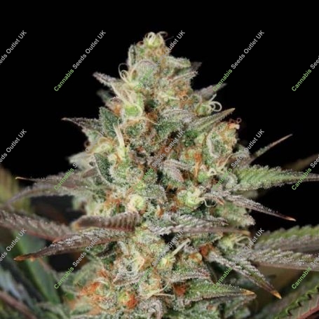 Kush Mass Feminized Marijuana Strain by Garden of Green For Sale Online at Cannabis Seeds Outlet