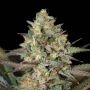 Kush Mass Feminized Marijuana Strain by Garden of Green For Sale Online at Cannabis Seeds Outlet