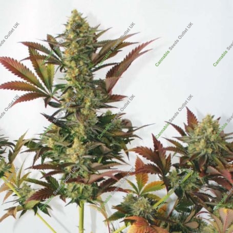 Larrys Lemon OG Feminized Marijuana Strain by Garden of Green For Sale Online at Cannabis Seeds Outlet