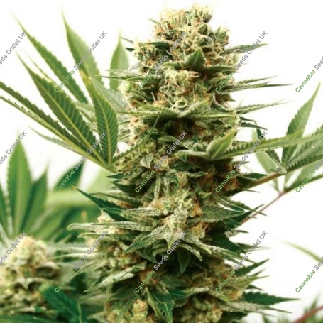 Mass Shooter Auto Feminized Marijuana Strain by Garden of Green For Sale Online at Cannabis Seeds Outlet