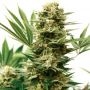 Mass Shooter Auto Feminized Marijuana Strain by Garden of Green For Sale Online at Cannabis Seeds Outlet