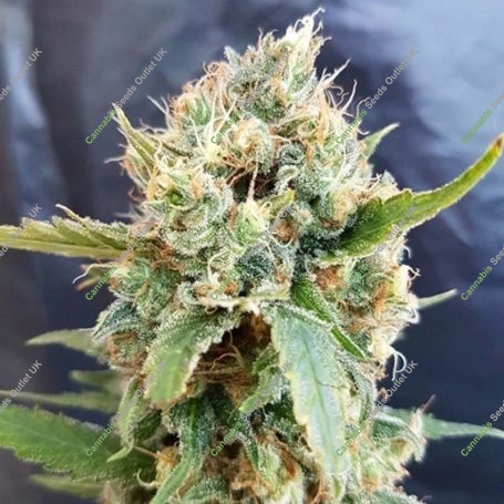 Nicole Kush Feminized Marijuana Strain by Garden of Green For Sale Online at Cannabis Seeds Outlet