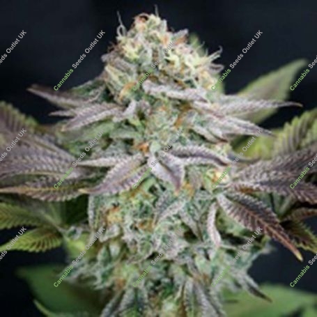 Phantom Cookies Domina Marijuana Strain by Garden of Green For Sale Online at Cannabis Seeds Outlet