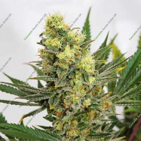 Pineapple Amnesia Feminized Marijuana Strain by Garden of Green For Sale Online at Cannabis Seeds Outlet