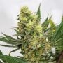 Pineapple Amnesia Feminized Marijuana Strain by Garden of Green For Sale Online at Cannabis Seeds Outlet