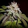 Sherbert Feminized Marijuana Strain by Garden of Green For Sale Online at Cannabis Seeds Outlet