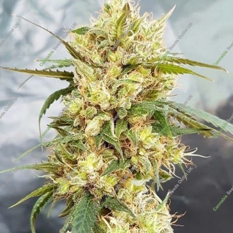 Sour Tangie Feminized Marijuana Strain by Garden of Green For Sale Online at Cannabis Seeds Outlet