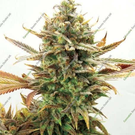 Super Critical Bud CBD Feminized Marijuana Strain by Garden of Green For Sale Online at Cannabis Seeds Outlet