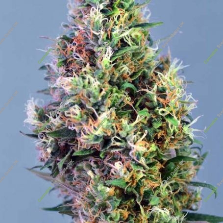 Super Pineapple Haze Feminized Marijuana Strain by Garden of Green For Sale Online at Cannabis Seeds Outlet