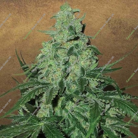 Super Skunk Auto Feminized Marijuana Strain by Garden of Green For Sale Online at Cannabis Seeds Outlet