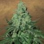 Super Skunk Auto Feminized Marijuana Strain by Garden of Green For Sale Online at Cannabis Seeds Outlet