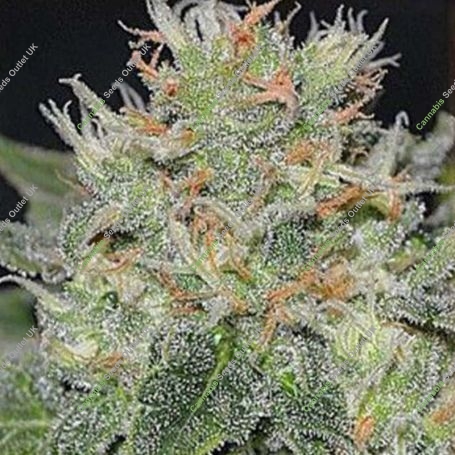 Super Skunk Kush Feminized Marijuana Strain by Garden of Green For Sale Online at Cannabis Seeds Outlet