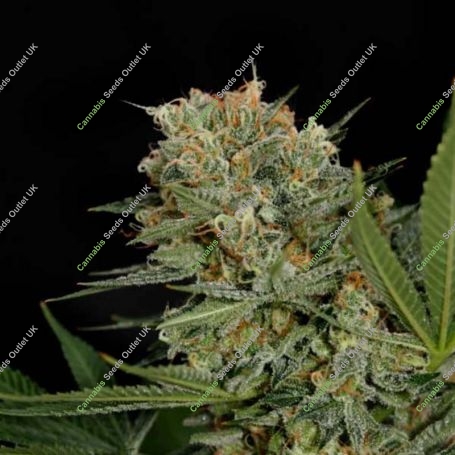 Sweet Russian Feminized Marijuana Strain by Garden of Green For Sale Online at Cannabis Seeds Outlet
