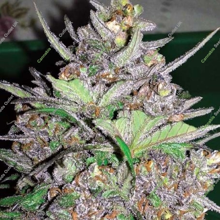 Violet Kush Auto Feminized Marijuana Strain by Garden of Green For Sale Online at Cannabis Seeds Outlet