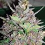 Violet Kush Auto Feminized Marijuana Strain by Garden of Green For Sale Online at Cannabis Seeds Outlet