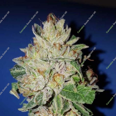Violet Kush Feminized Marijuana Strain by Garden of Green For Sale Online at Cannabis Seeds Outlet