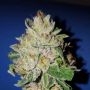 Violet Kush Feminized Marijuana Strain by Garden of Green For Sale Online at Cannabis Seeds Outlet