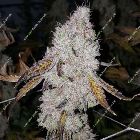 Wedding Cake Feminized Marijuana Strain by Garden of Green For Sale Online at Cannabis Seeds Outlet