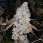 Wedding Cake Feminized Marijuana Strain by Garden of Green For Sale Online at Cannabis Seeds Outlet