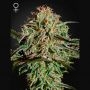 AMS Feminized Marijuana Strain by Greenhouse Seeds For Sale Online at Cannabis Seeds Outlet