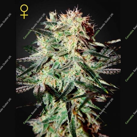 Arjans Strawberry Haze Feminized Marijuana Strain by Greenhouse Seeds For Sale Online at Cannabis Seeds Outlet