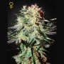 Arjans Strawberry Haze Feminized Marijuana Strain by Greenhouse Seeds For Sale Online at Cannabis Seeds Outlet