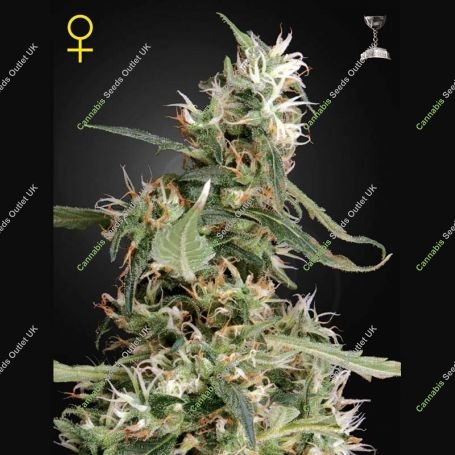 Arjans Ultra Haze No.1 Feminized Marijuana Strain by Greenhouse Seeds For Sale Online at Cannabis Seeds Outlet