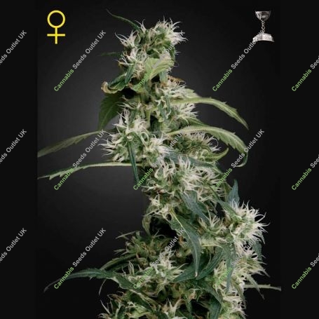 Arjans Ultra Haze No.2 Feminized Marijuana Strain by Greenhouse Seeds For Sale Online at Cannabis Seeds Outlet